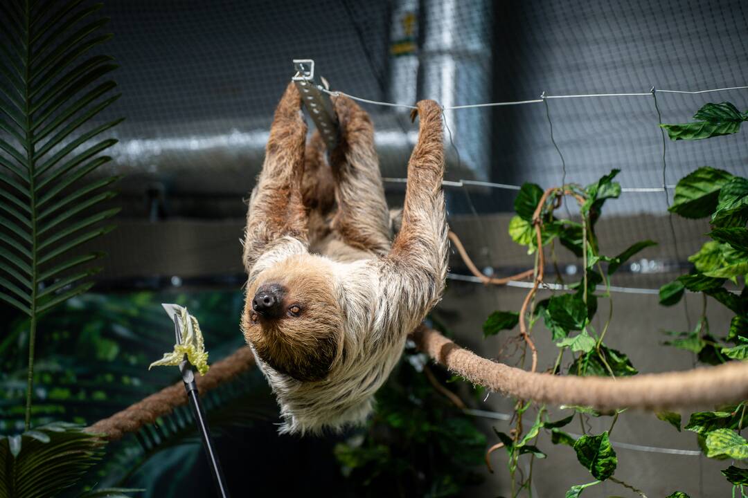 Lietuvos zoologijos sode – naujokas tinginys
