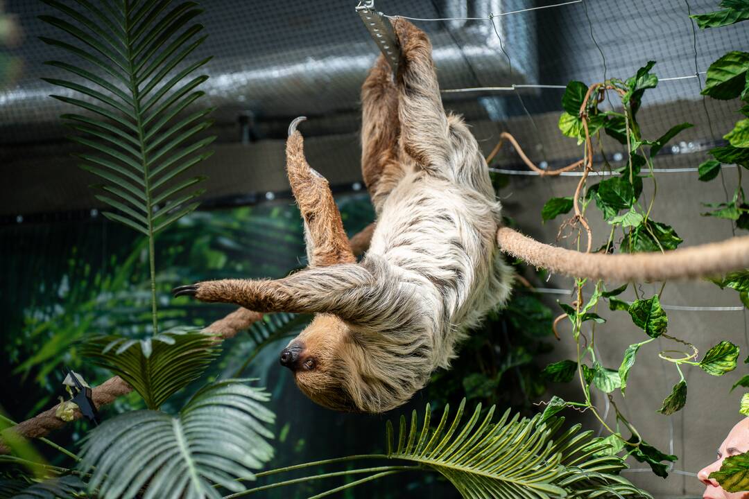 Lietuvos zoologijos sode – naujokas tinginys
