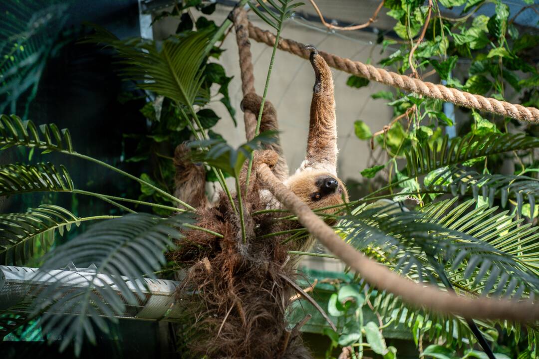 Lietuvos zoologijos sode – naujokas tinginys