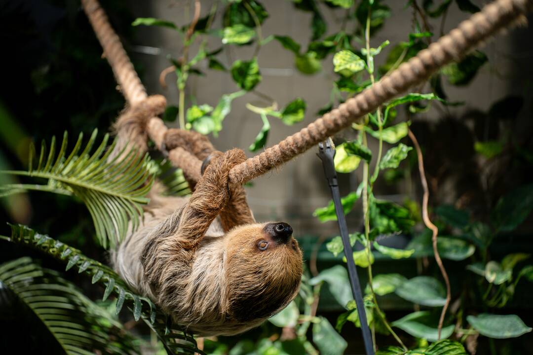 Lietuvos zoologijos sode – naujokas tinginys