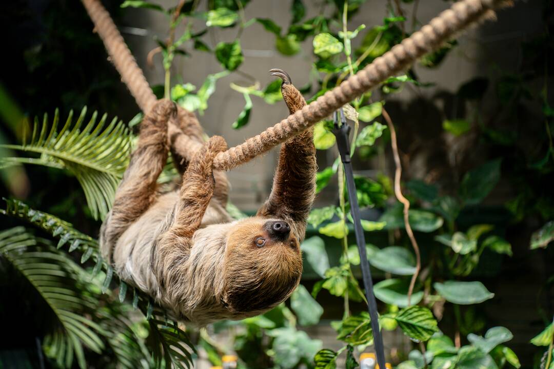 Lietuvos zoologijos sode – naujokas tinginys