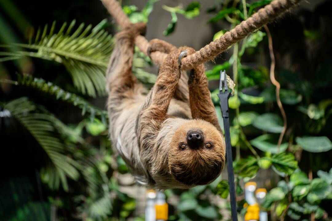 Lietuvos zoologijos sode – naujokas tinginys