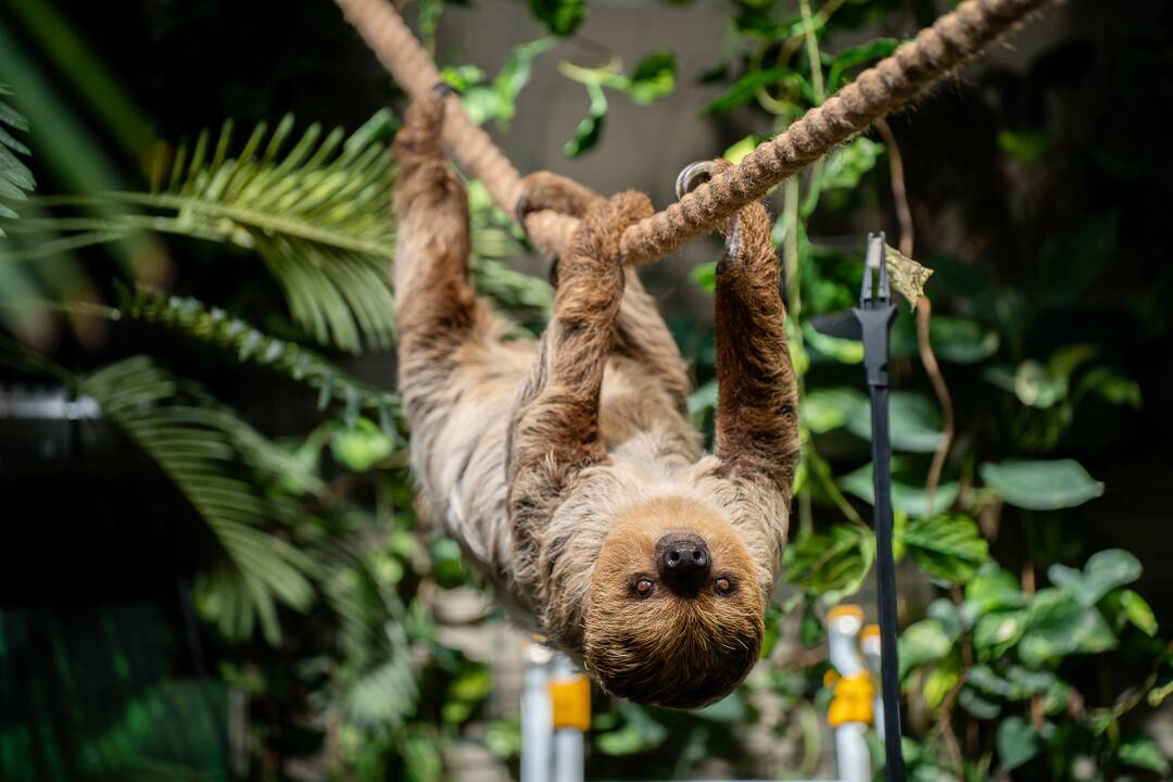 Lietuvos zoologijos sode – naujokas tinginys