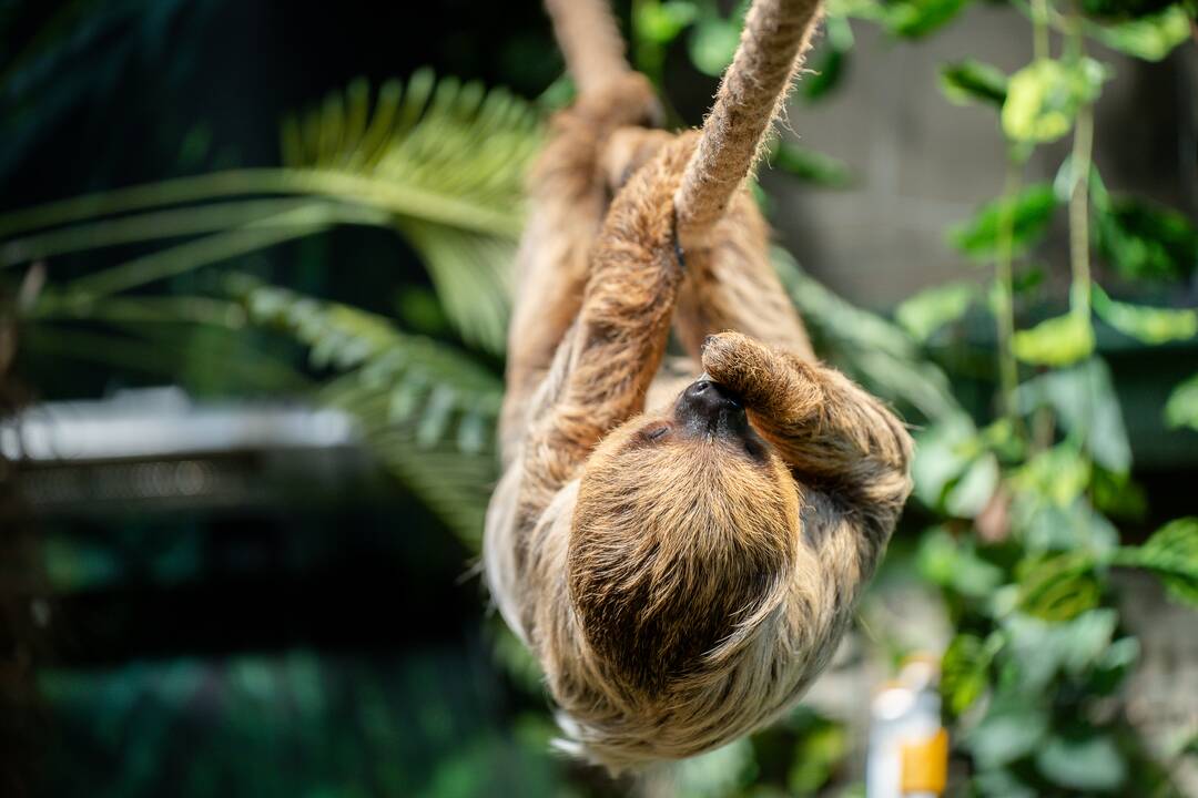 Lietuvos zoologijos sode – naujokas tinginys