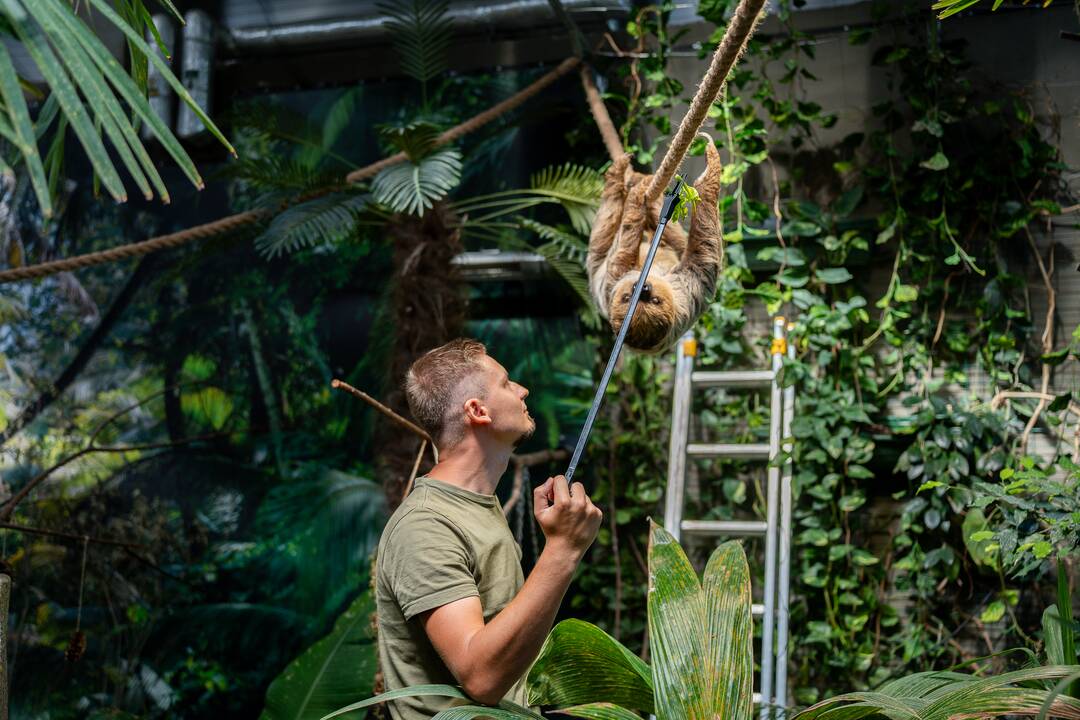 Lietuvos zoologijos sode – naujokas tinginys