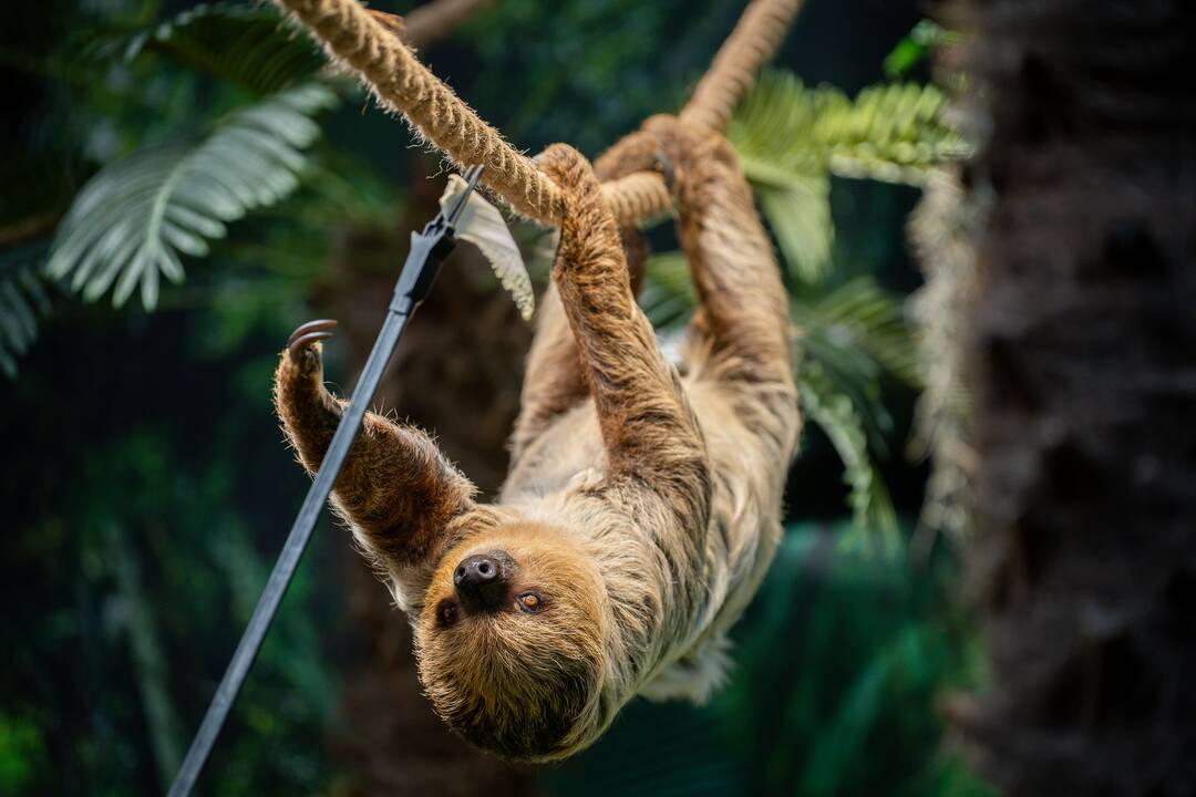 Lietuvos zoologijos sode – naujokas tinginys