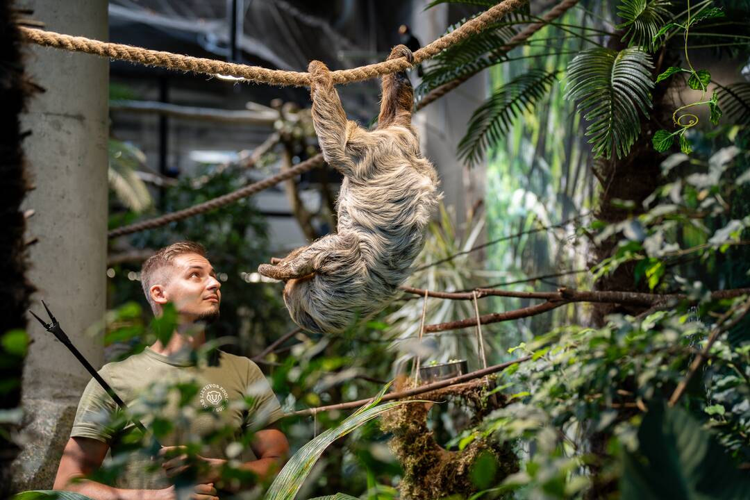 Lietuvos zoologijos sode – naujokas tinginys