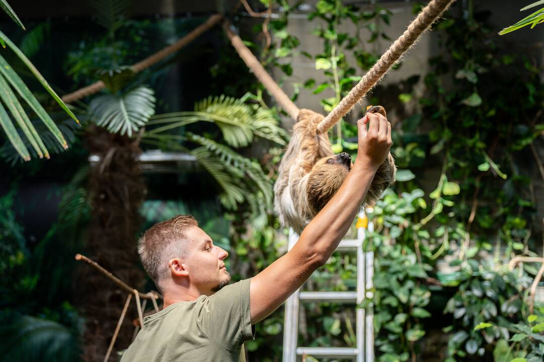Lietuvos zoologijos sode – naujokas tinginys