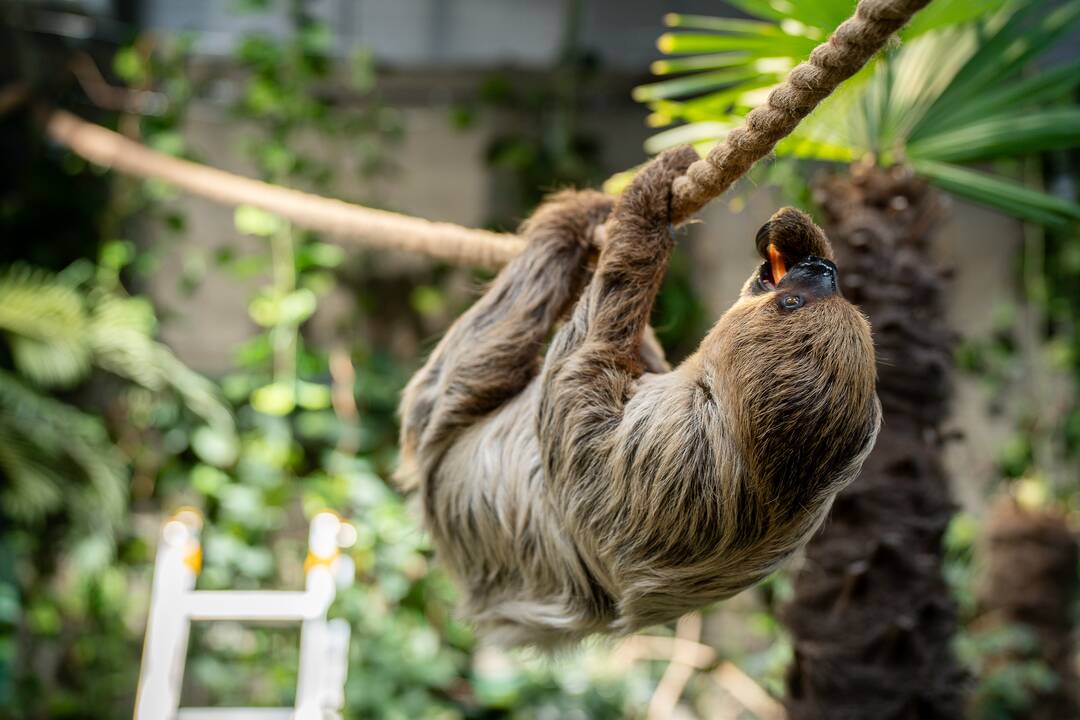 Lietuvos zoologijos sode – naujokas tinginys
