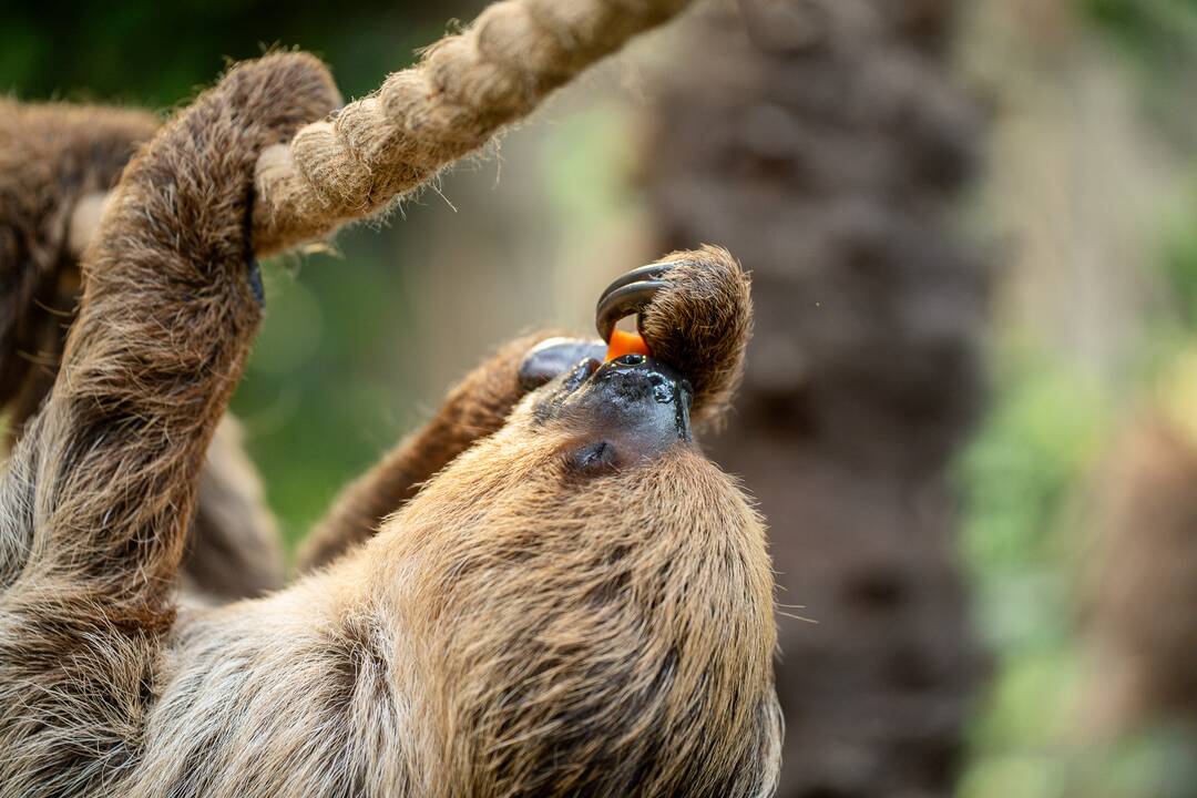 Lietuvos zoologijos sode – naujokas tinginys