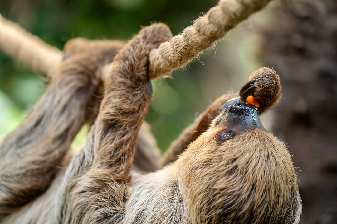 Lietuvos zoologijos sode – naujokas tinginys