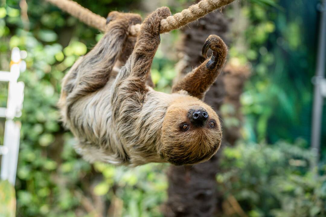 Lietuvos zoologijos sode – naujokas tinginys
