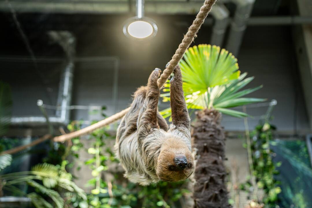 Lietuvos zoologijos sode – naujokas tinginys