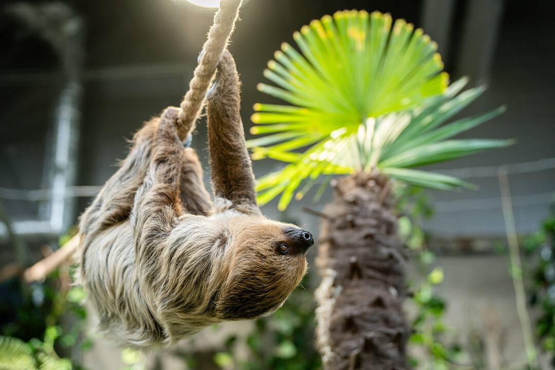 Lietuvos zoologijos sode – naujokas tinginys
