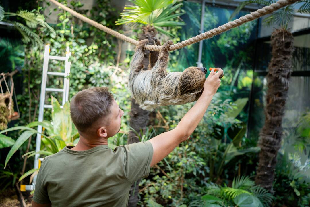 Lietuvos zoologijos sode – naujokas tinginys