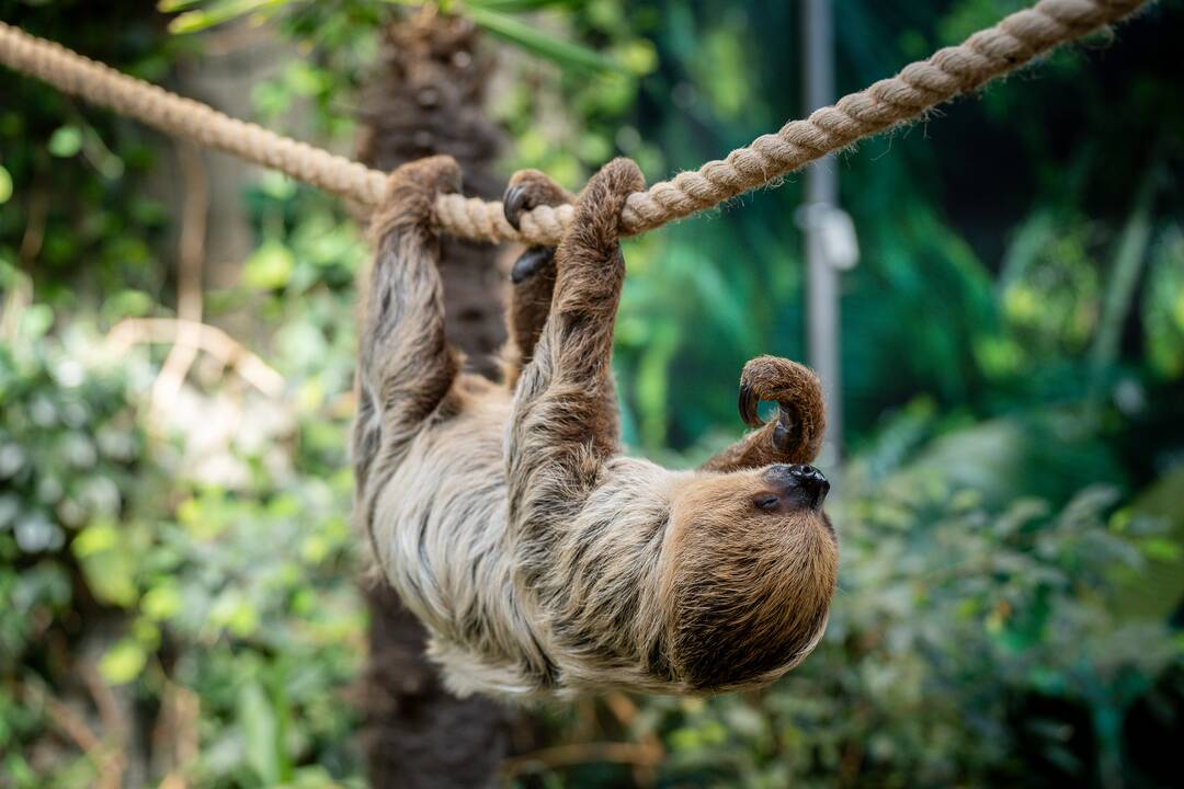 Lietuvos zoologijos sode – naujokas tinginys