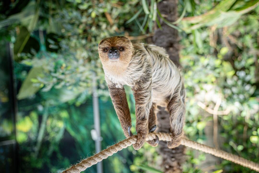 Lietuvos zoologijos sode – naujokas tinginys