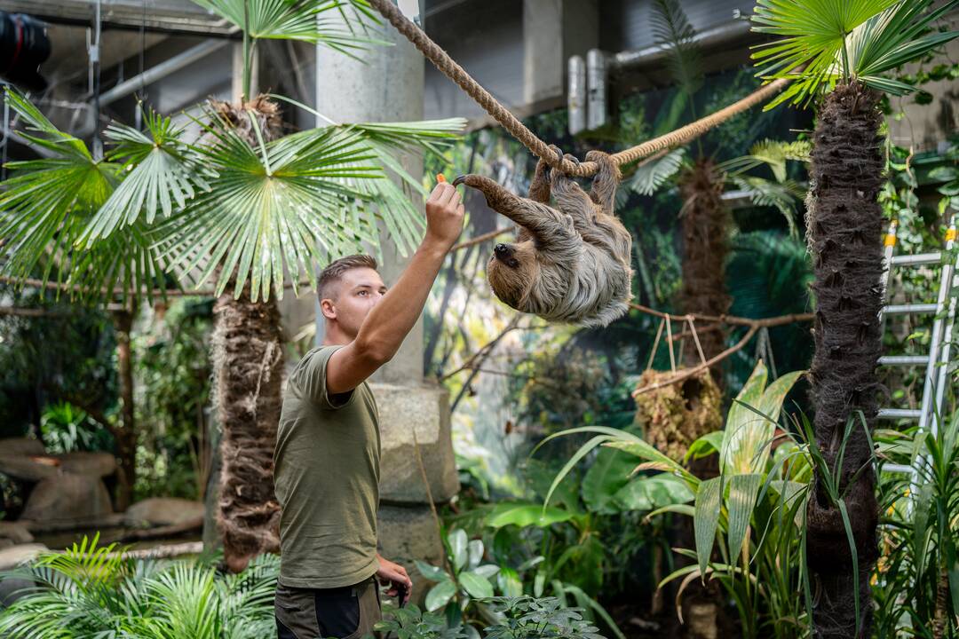 Lietuvos zoologijos sode – naujokas tinginys