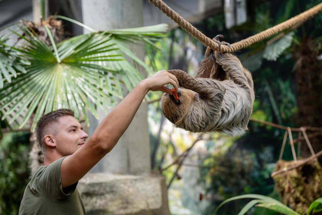 Lietuvos zoologijos sode – naujokas tinginys