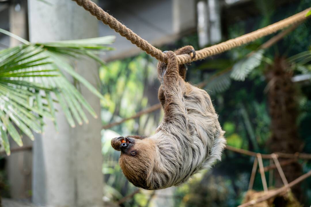 Lietuvos zoologijos sode – naujokas tinginys