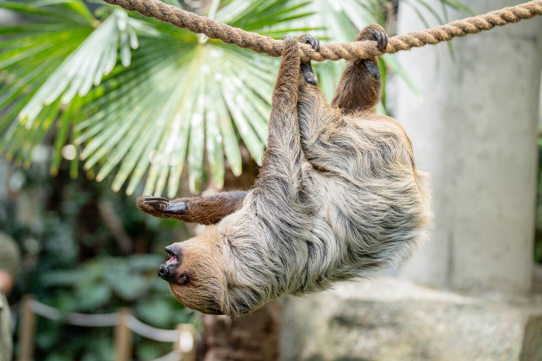 Lietuvos zoologijos sode – naujokas tinginys