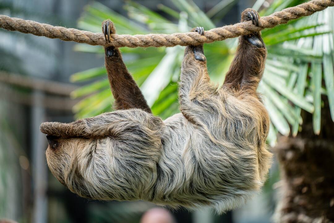 Lietuvos zoologijos sode – naujokas tinginys