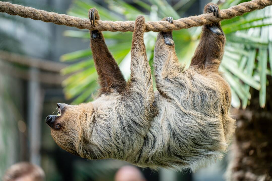 Lietuvos zoologijos sode – naujokas tinginys