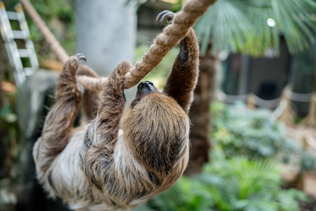 Lietuvos zoologijos sode – naujokas tinginys