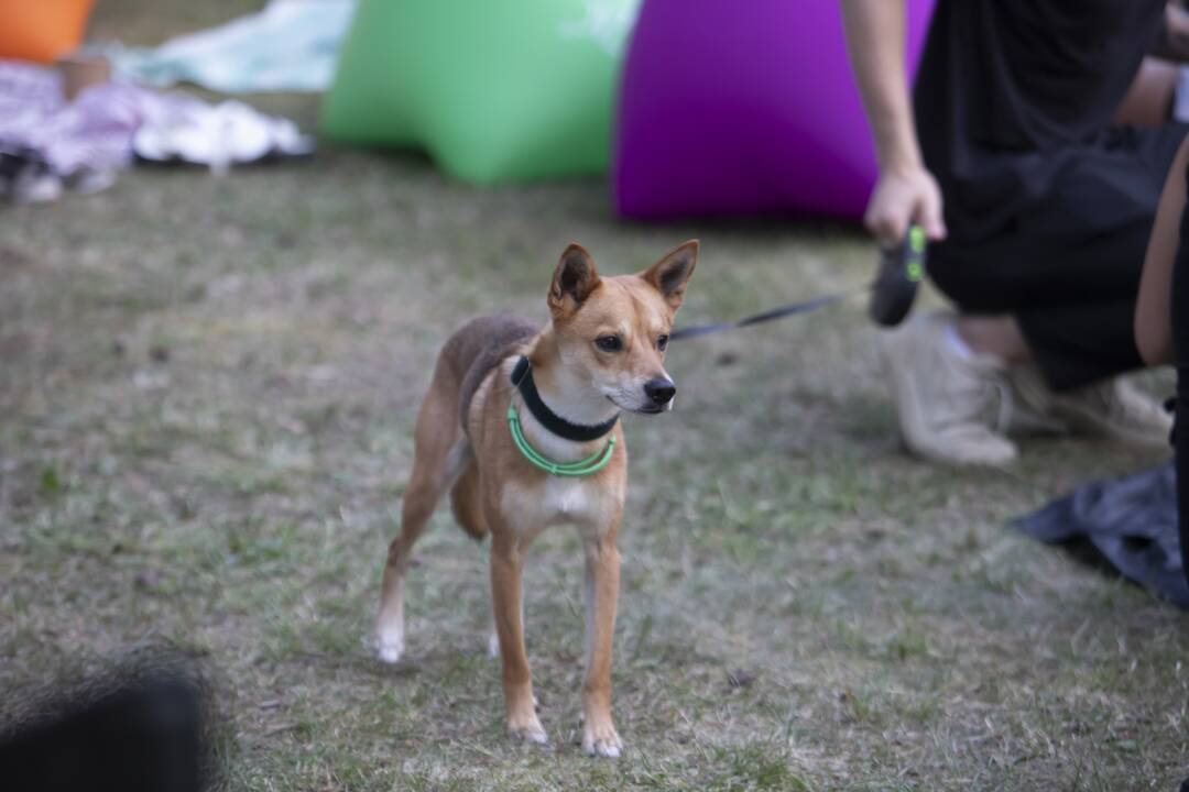 Bardų festivalis "Akacijų alėja"