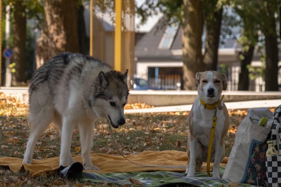 Meno piknikas