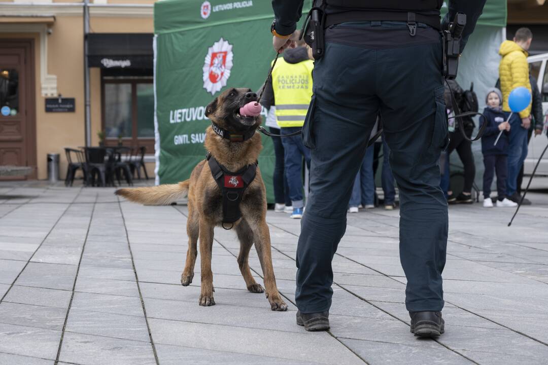 Saugaus eismo diena Kaune