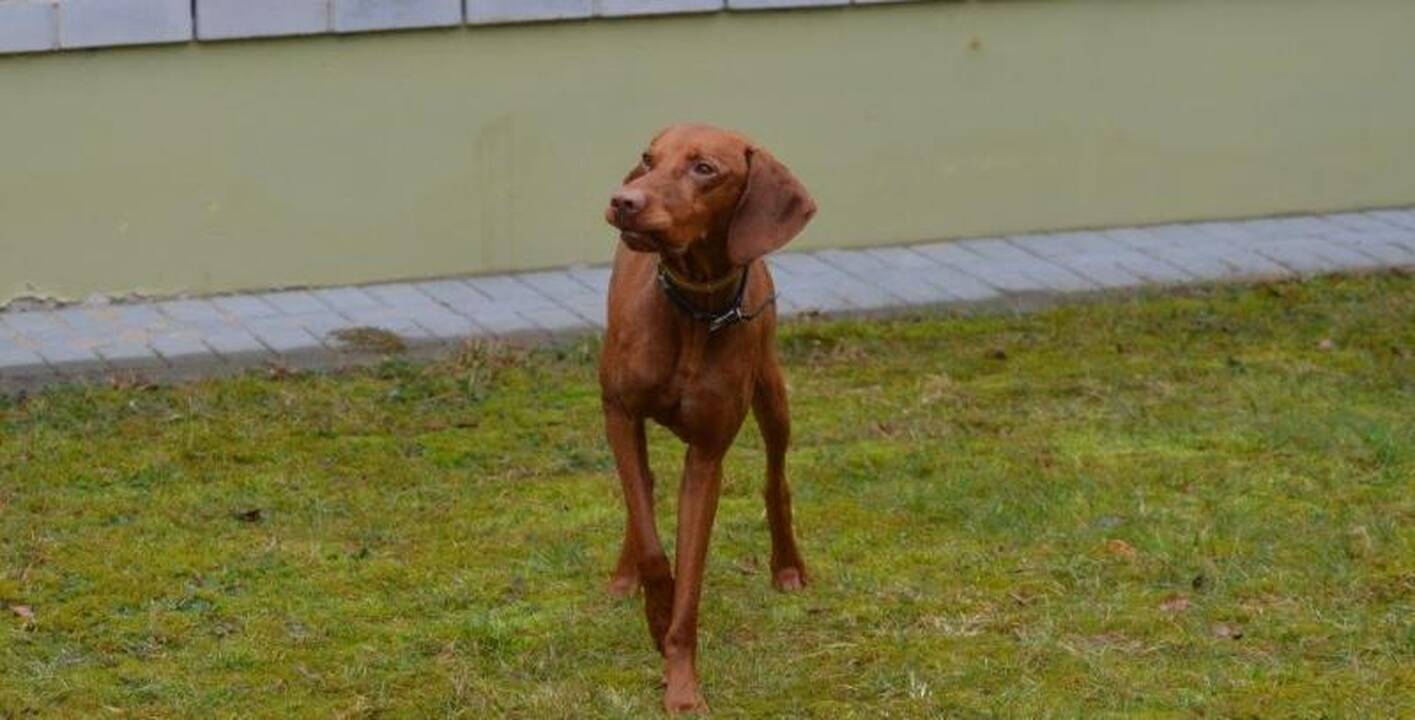 Į pagalbą aplinkosaugininkams – tarnybiniai šunys