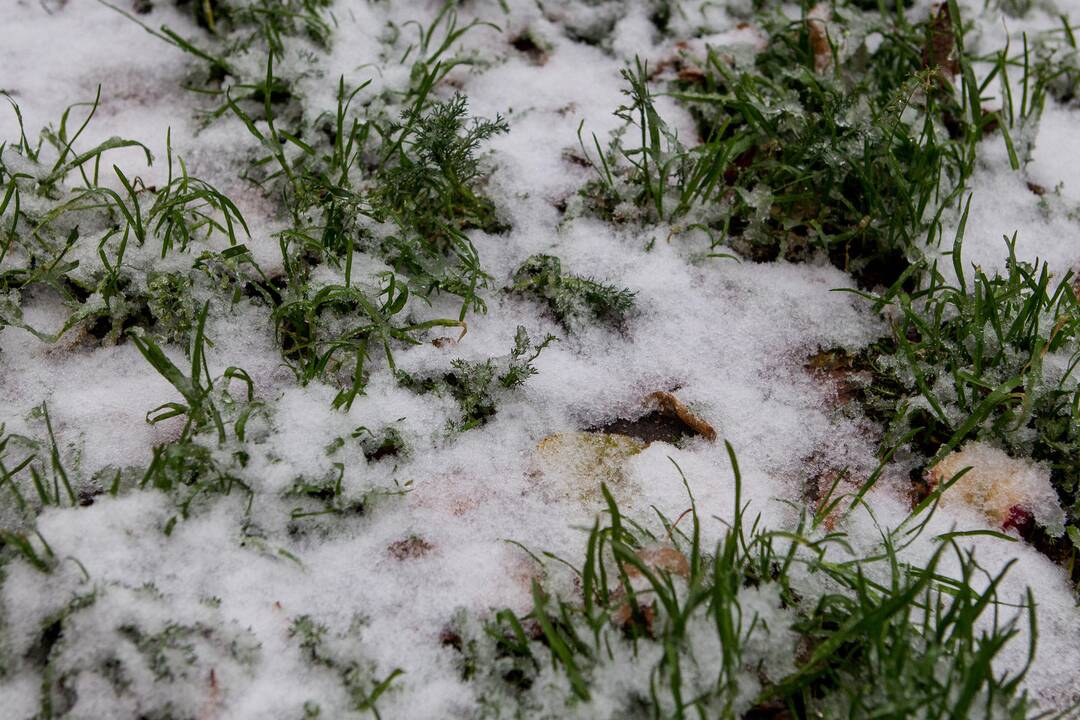 Sniegas nuklojo ir Vilnių