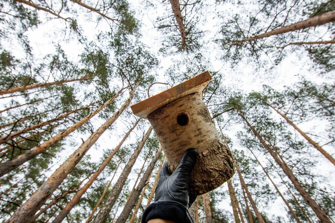 Grįžtantiems paukščiams – nauji inkilai