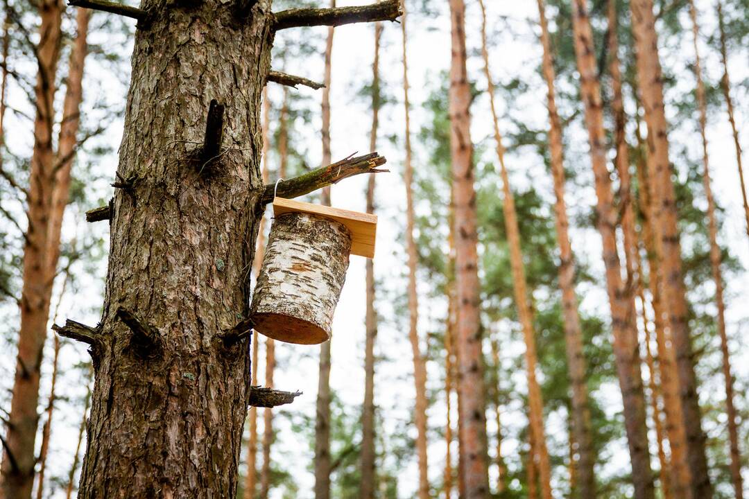 Grįžtantiems paukščiams – nauji inkilai