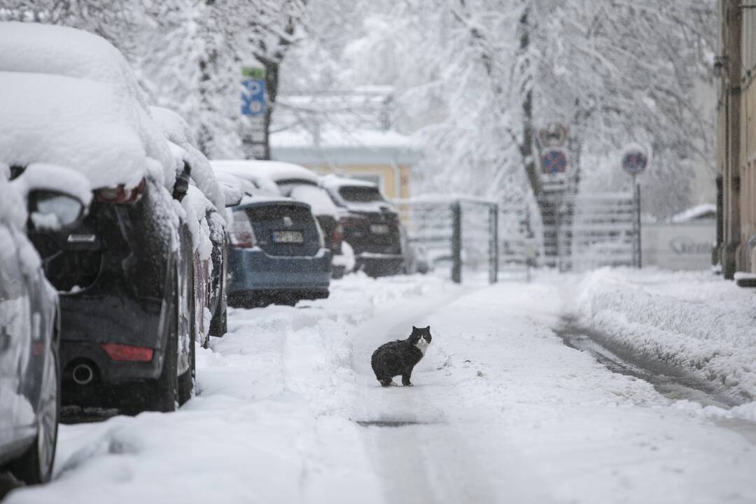 Gausus sniegas užklojo Vilnių