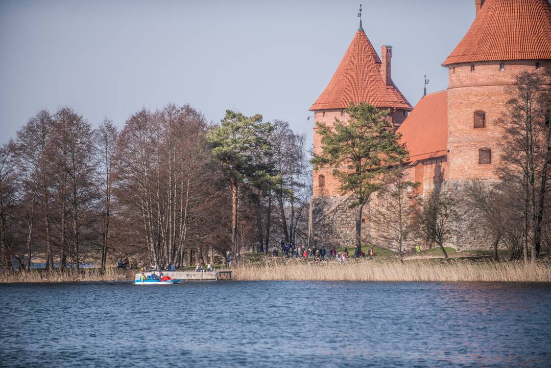 Teismas galutinai uždraudė kirsti ir genėti medžius Trakų senamiestyje
