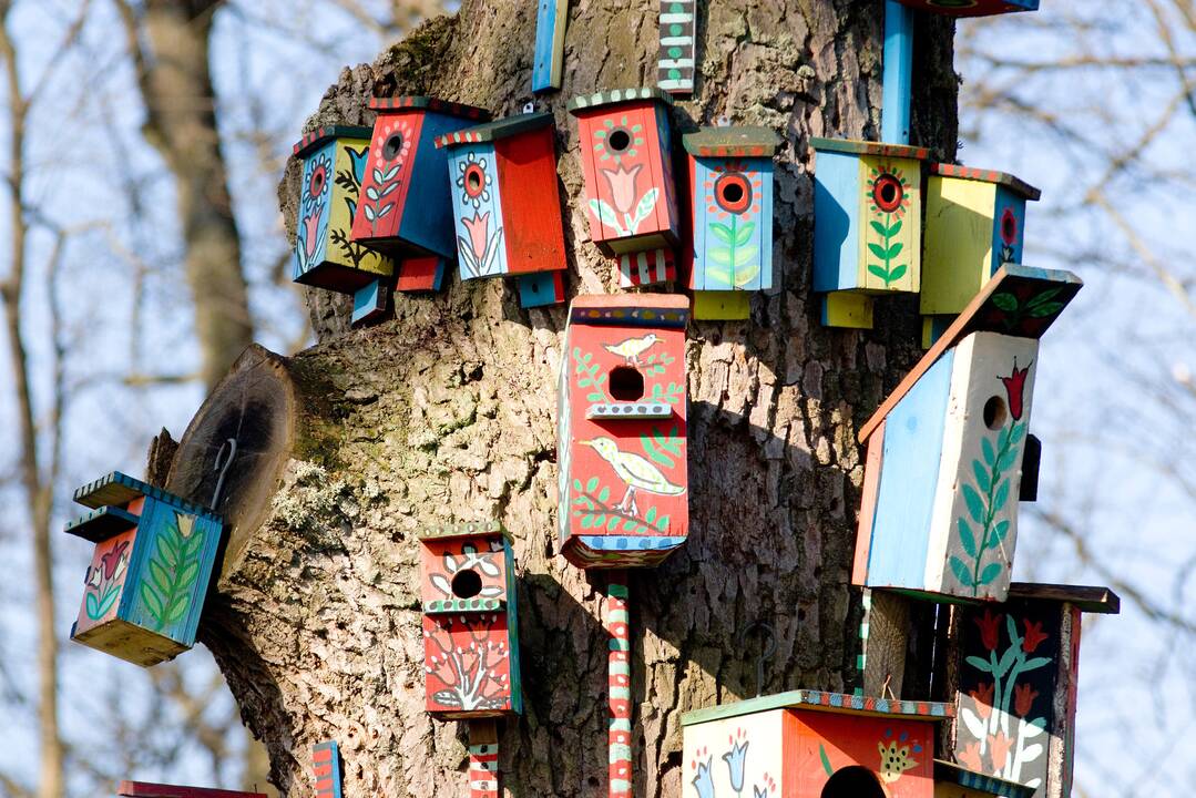 Pasaulinė paukščių diena: skatinama globoti nykstančius paukščius, kelti inkilus