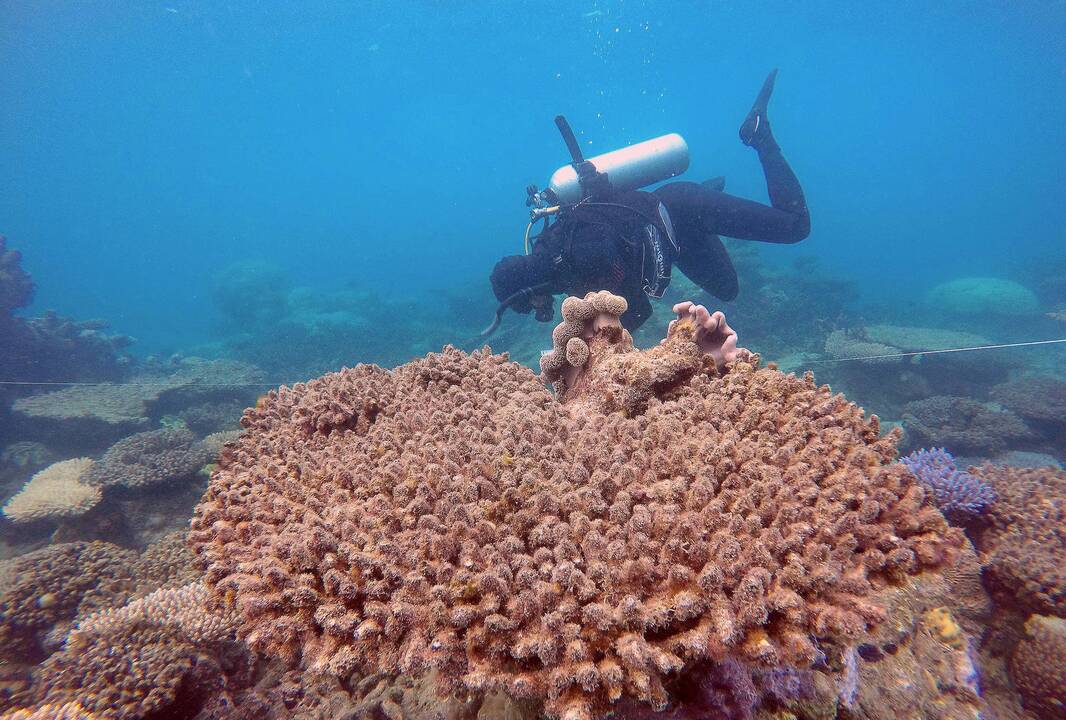 Prie Australijos didžiojo barjerinio rifo žuvo japonė turistė