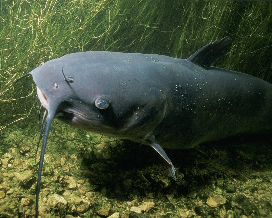 Lietuvoje nebegalima gaudyti šamų