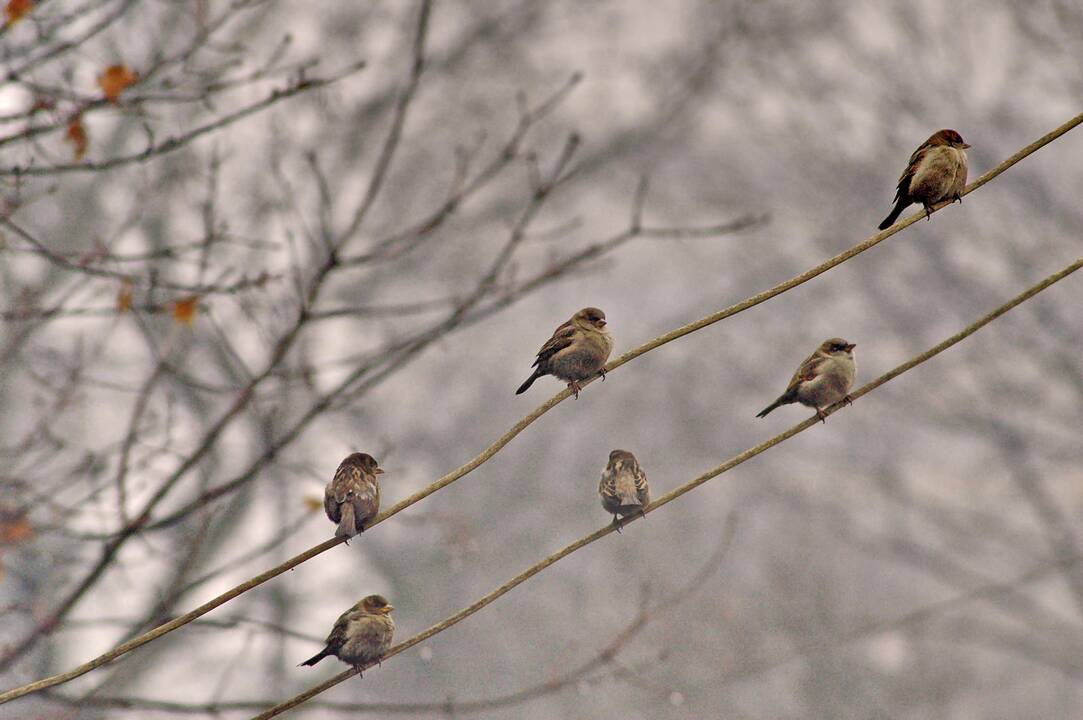 Lietus trauksis, naktimis oro temperatūra kris žemiau nulio