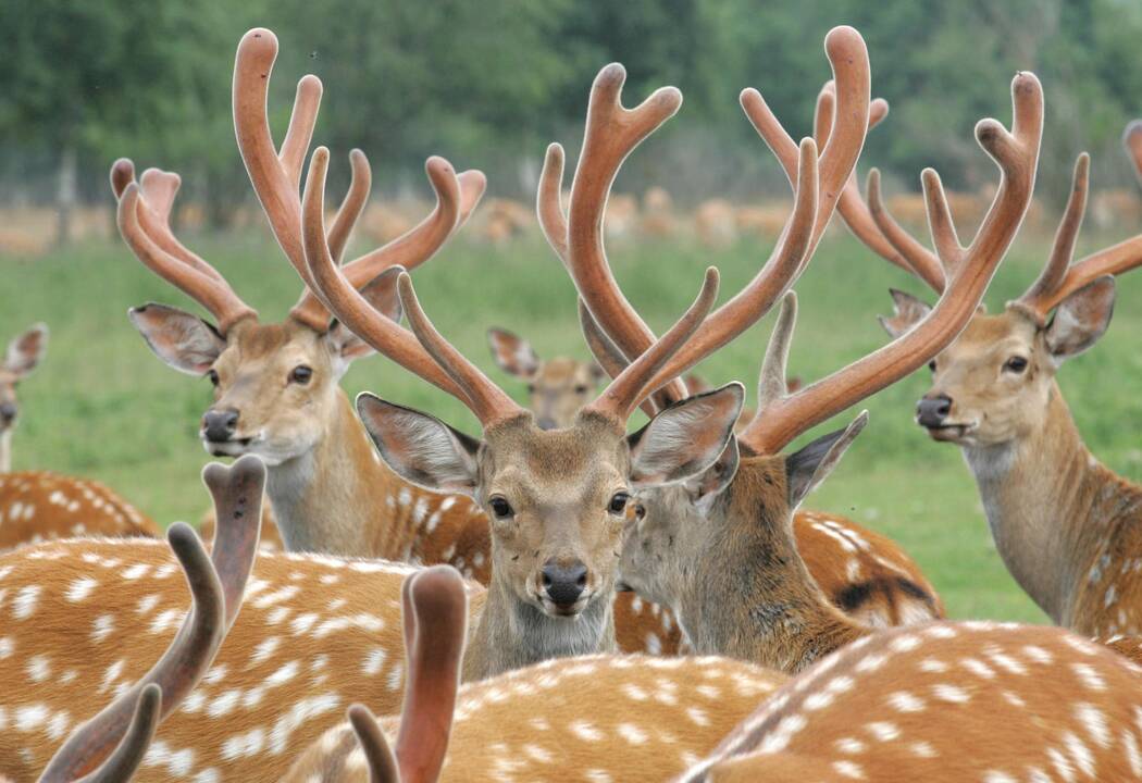 Lietuvos miškuose padaugėjo elninių žvėrių