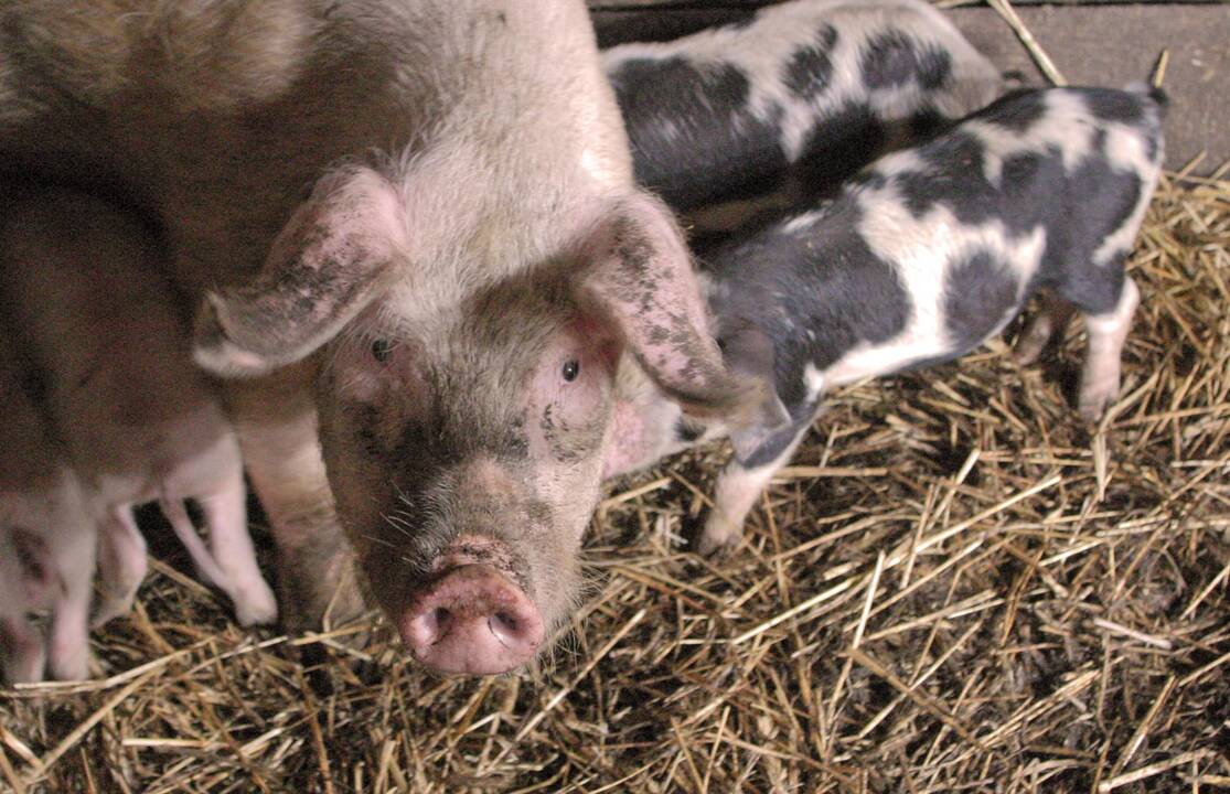 Atšaukiama ekstremalioji situacija dėl afrikinio kiaulių maro