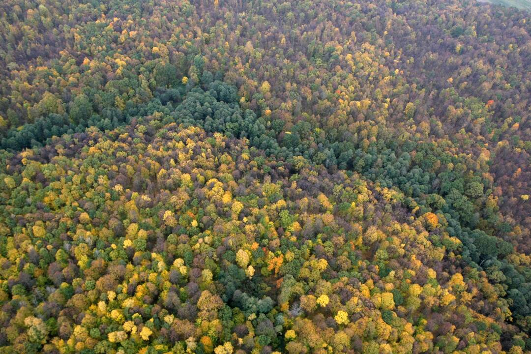 Valstybinių miškų urėdijos vadovo konkurse – 4 kandidatai