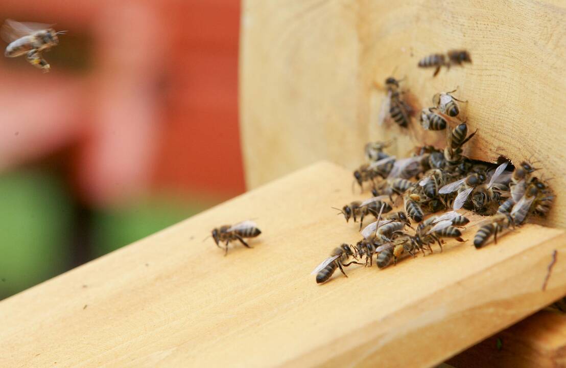 Dėl kovarnių keliamo triukšmo piktos bitės. Ką daryti?