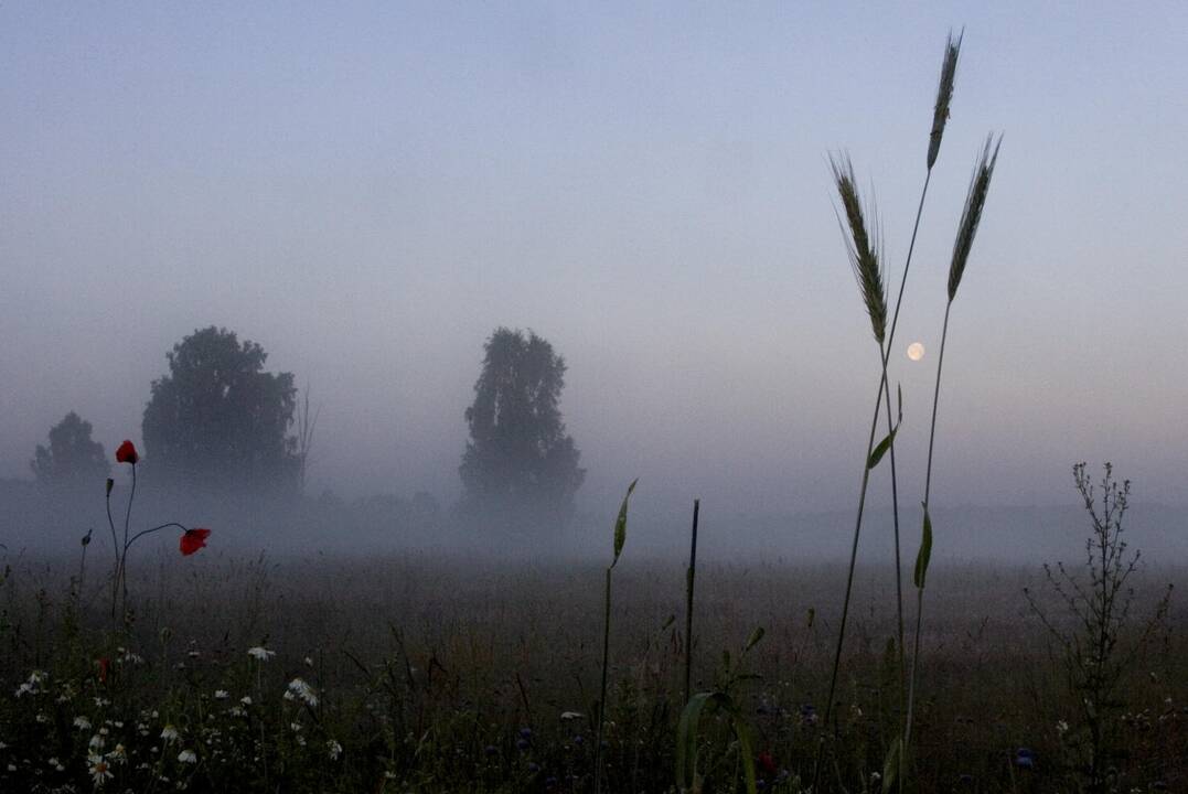 Klimatologė: manau, kad daugelį nustebins ir rugpjūtis