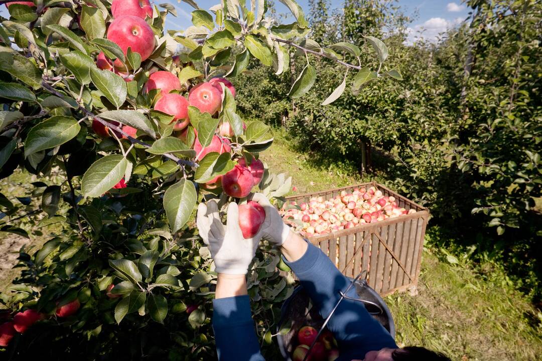 Lietuvos sodininkai negali konkuruoti su importine produkcija