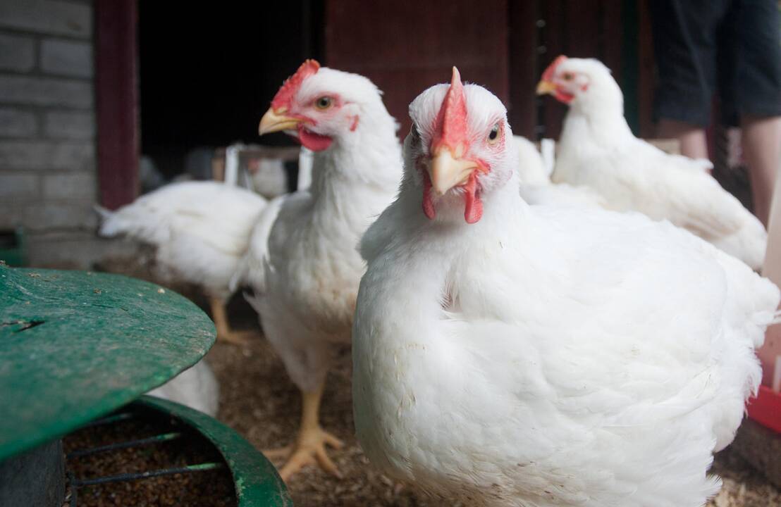 Veganiškos mitybos mada paukščių ir gyvulių Lietuvoje negelbėja