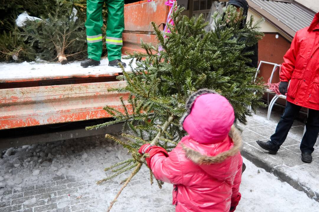 Pradedamos rinkti nupuoštos kalėdinės eglės