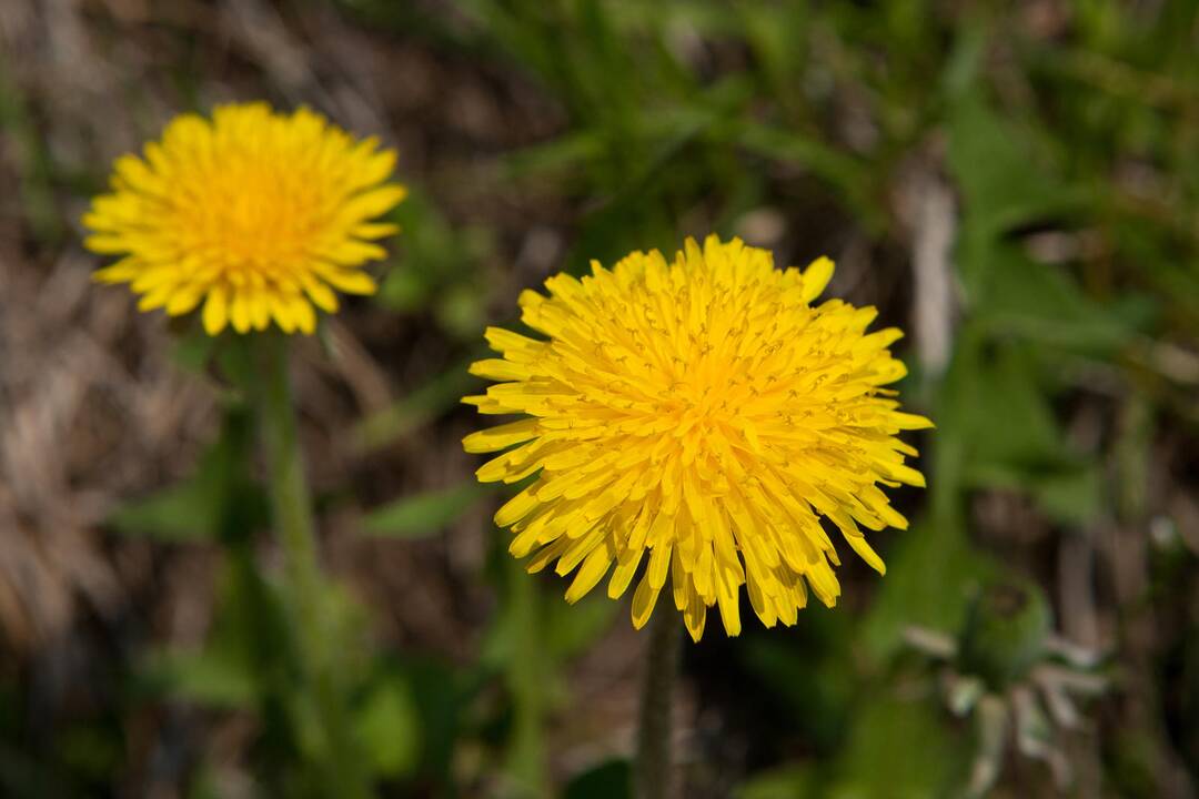 Savaitgalio orai: tai lepins saulė, tai lis lietus